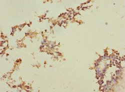 Invitrogen MEST Polyclonal Antibody 100 &mu;L; Unconjugated:Antibodies,