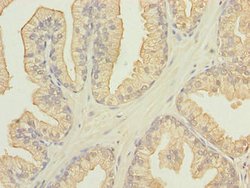 Invitrogen FAM78A Polyclonal Antibody 100 μg; Unconjugated:Antibodies,