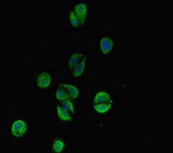 Invitrogen C6orf10 Polyclonal Antibody 100 &mu;g; Unconjugated:Antibodies,