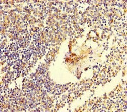 Invitrogen C6orf10 Polyclonal Antibody 100 &mu;g; Unconjugated:Antibodies,
