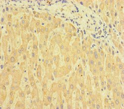 Invitrogen C6orf10 Polyclonal Antibody 100 &mu;g; Unconjugated:Antibodies,