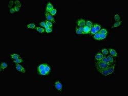 Invitrogen ATAD3B Polyclonal Antibody 100 &mu;L; Unconjugated:Antibodies,