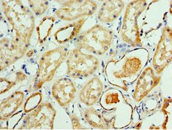 Invitrogen ATAD3B Polyclonal Antibody 100 &mu;L; Unconjugated:Antibodies,