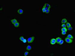GLT8D1 Polyclonal Antibody:Antibodies, Polyclonal