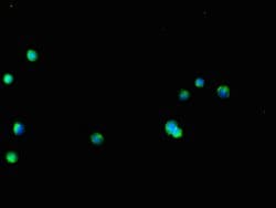 GLT8D1 Polyclonal Antibody:Antibodies, Polyclonal
