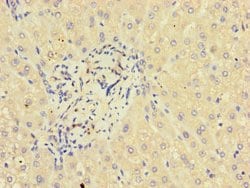 GLT8D1 Polyclonal Antibody:Antibodies, Polyclonal