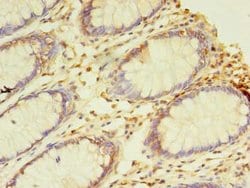 Invitrogen NAIF1 Polyclonal Antibody 100 &mu;g; Unconjugated:Antibodies,