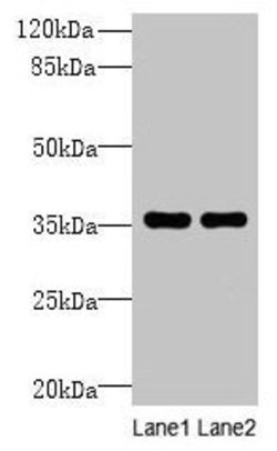 Invitrogen NAIF1 Polyclonal Antibody 100 &mu;g; Unconjugated:Antibodies,