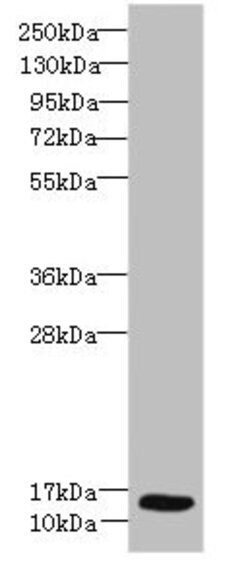 Invitrogen Ly-6E Polyclonal Antibody 100 &mu;g; Unconjugated:Antibodies,