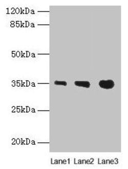 Invitrogen PVRIG Polyclonal Antibody 100 &mu;g; Unconjugated:Antibodies,