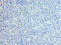 Invitrogen CLEC12A Polyclonal Antibody 100 &mu;L; Unconjugated:Antibodies,