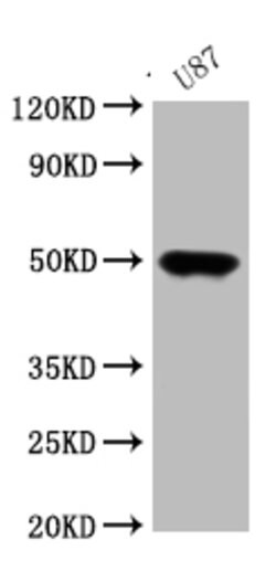 Invitrogen ATAT1 Polyclonal Antibody 100 &mu;g; Unconjugated:Antibodies,