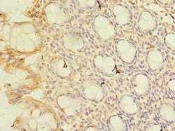 Invitrogen CWF19L1 Polyclonal Antibody 100 &mu;g; Unconjugated:Antibodies,