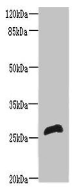 Invitrogen RTP2 Polyclonal Antibody 100 &mu;g; Unconjugated:Antibodies,