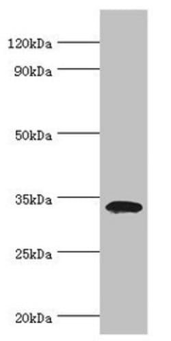 Invitrogen LDLRAP1 Polyclonal Antibody 100 &mu;L; Unconjugated:Antibodies,