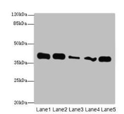 Invitrogen KHDRBS2 Polyclonal Antibody 100 &mu;g; Unconjugated:Antibodies,