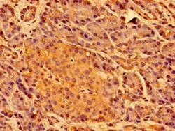 SHE Polyclonal Antibody, Invitrogen&trade;