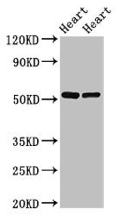SHE Polyclonal Antibody, Invitrogen™