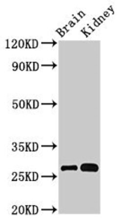 Invitrogen OLFML2B Polyclonal Antibody 100 &mu;g; Unconjugated:Antibodies,
