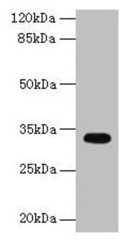 Invitrogen CYB5R2 Polyclonal Antibody 100 &mu;g; Unconjugated:Antibodies,