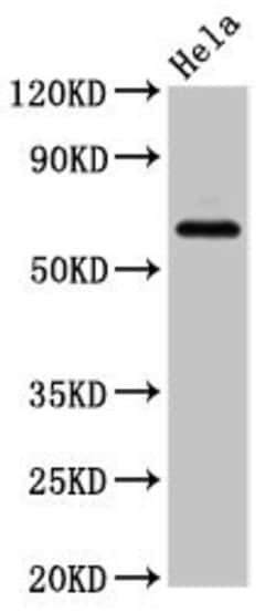 Invitrogen SLC22A25 Polyclonal Antibody 100 &mu;g; Unconjugated:Antibodies,