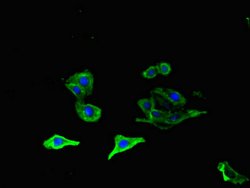 Invitrogen OLFML1 Polyclonal Antibody 100 &mu;g; Unconjugated:Antibodies,