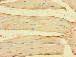 Invitrogen OLFML1 Polyclonal Antibody 100 &mu;g; Unconjugated:Antibodies,