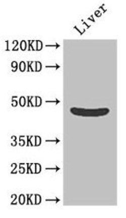 Invitrogen OLFML1 Polyclonal Antibody 100 &mu;g; Unconjugated:Antibodies,