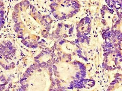 Invitrogen FAM151B Polyclonal Antibody 100 μg; Unconjugated:Antibodies,