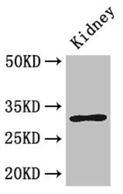 Invitrogen FAM151B Polyclonal Antibody 100 μg; Unconjugated:Antibodies,