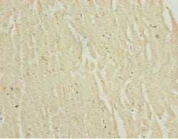 Invitrogen NHLRC1 Polyclonal Antibody 100 &mu;L; Unconjugated:Antibodies,