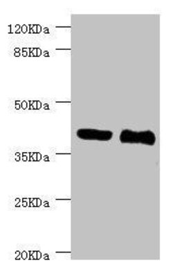 Invitrogen NHLRC1 Polyclonal Antibody 100 &mu;L; Unconjugated:Antibodies,