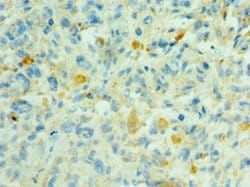 Invitrogen SHC4 Polyclonal Antibody 100 &mu;L; Unconjugated:Antibodies,