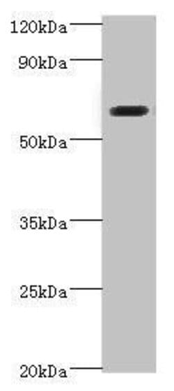 Invitrogen SHC4 Polyclonal Antibody 100 &mu;L; Unconjugated:Antibodies,