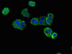 Invitrogen DNAH12 Polyclonal Antibody 100 μg; Unconjugated:Antibodies,
