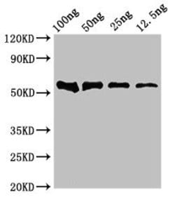 Invitrogen DNAH12 Polyclonal Antibody 100 μg; Unconjugated:Antibodies,