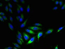 Invitrogen HTR3D Polyclonal Antibody 100 &mu;g; Unconjugated:Antibodies,
