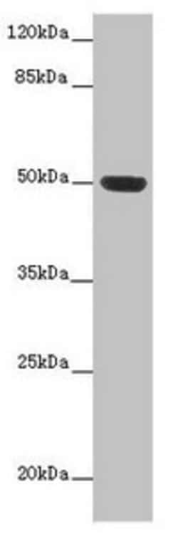 Invitrogen HTR3D Polyclonal Antibody 100 &mu;g; Unconjugated:Antibodies,