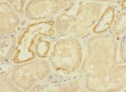 Invitrogen DHX32 Polyclonal Antibody 100 &mu;g; Unconjugated:Antibodies,