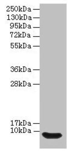 Invitrogen DEFB114 Polyclonal Antibody 100 &mu;g; Unconjugated:Antibodies,