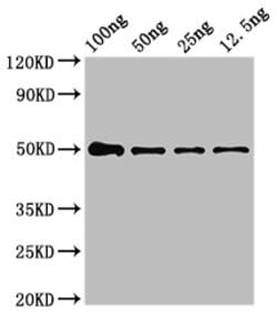 Invitrogen NIPBL Polyclonal Antibody 100 &mu;g; Unconjugated:Antibodies,