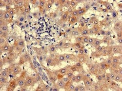 Invitrogen NIPBL Polyclonal Antibody 100 &mu;g; Unconjugated:Antibodies,