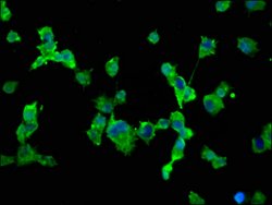 Invitrogen SCN10A Polyclonal Antibody 100 &mu;g; Unconjugated:Antibodies,