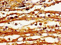Invitrogen Lass6 Polyclonal Antibody 100 μg; Unconjugated:Antibodies,