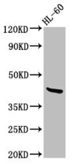 Invitrogen Lass6 Polyclonal Antibody 100 μg; Unconjugated:Antibodies,