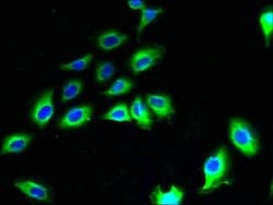 Invitrogen CNIH2 Polyclonal Antibody 100 &mu;g; Unconjugated:Antibodies,