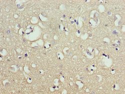 Invitrogen CNIH2 Polyclonal Antibody 100 &mu;g; Unconjugated:Antibodies,