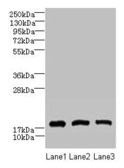 Invitrogen CNIH2 Polyclonal Antibody 100 &mu;g; Unconjugated:Antibodies,