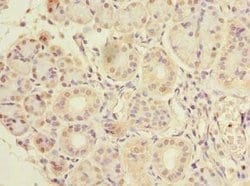 Invitrogen CCDC108 Polyclonal Antibody 100 &mu;g; Unconjugated:Antibodies,