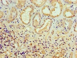 Invitrogen ALKBH2 Polyclonal Antibody 100 &mu;L; Unconjugated:Antibodies,